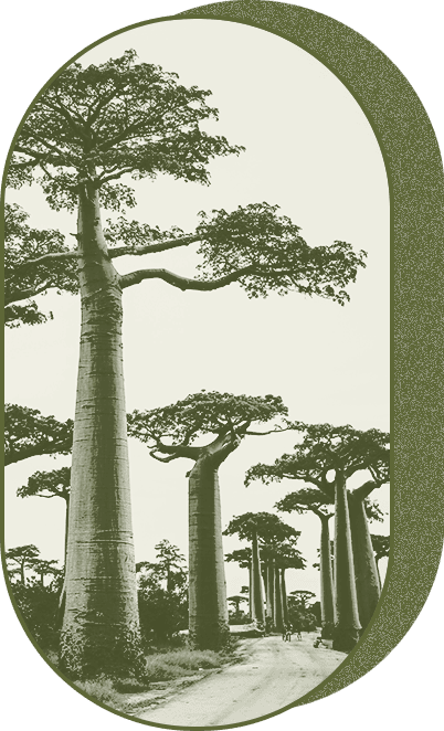 Baobab engagé ? oui, depuis 2020 aux services de la transition économique et sociale.