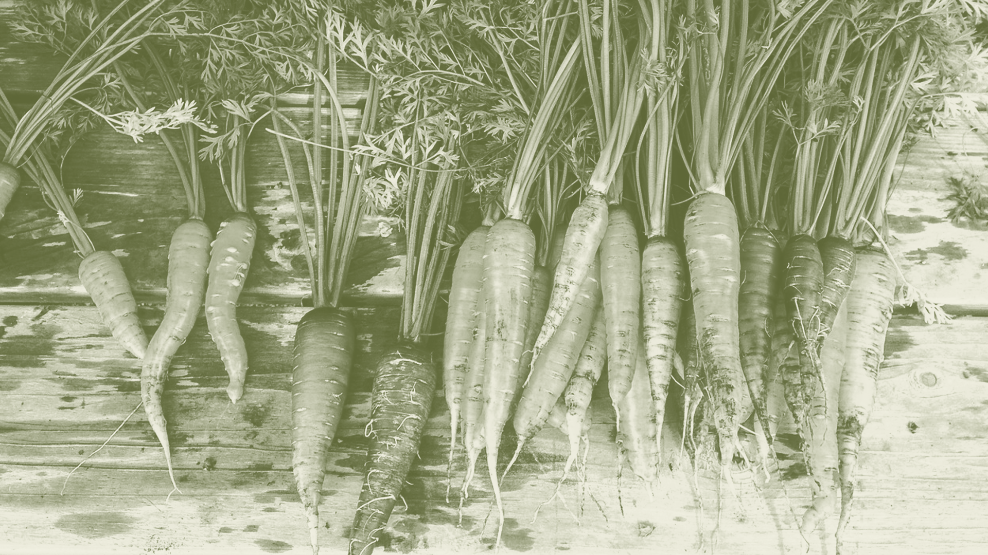 Carotte 4 : projet polymorphe